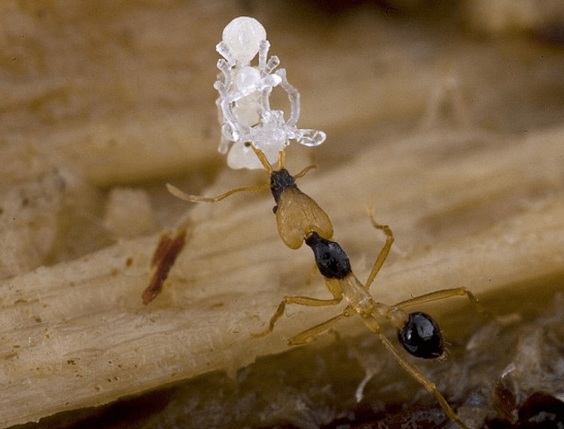 Είκοσι άγνωστα είδη ζώων παρουσιάζουν οι επιστήμονες [εικόνες] | iefimerida.gr 17