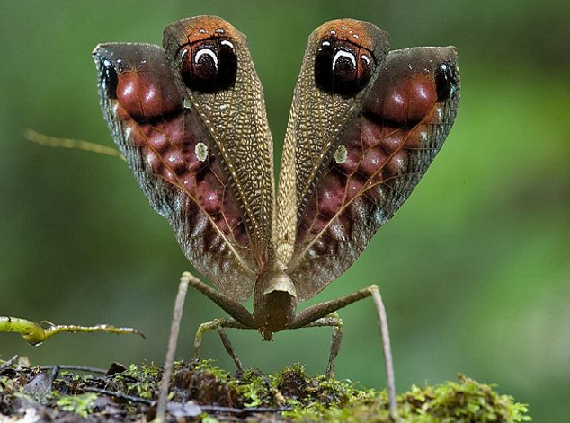 Είκοσι άγνωστα είδη ζώων παρουσιάζουν οι επιστήμονες [εικόνες] | iefimerida.gr 1