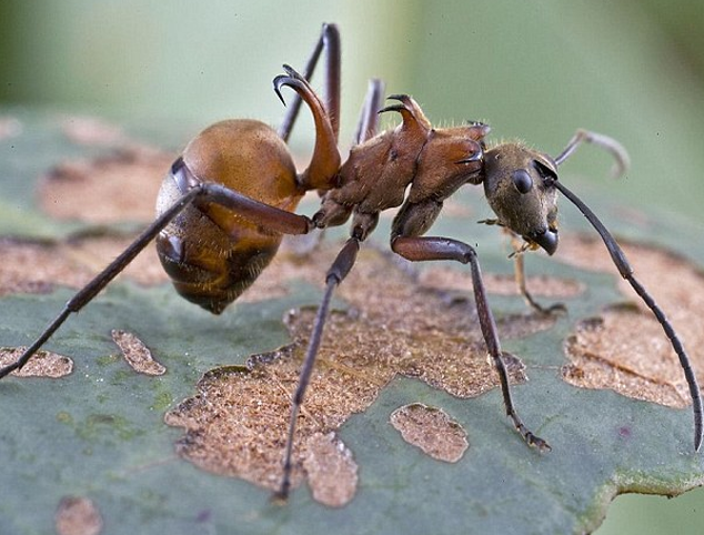 Είκοσι άγνωστα είδη ζώων παρουσιάζουν οι επιστήμονες [εικόνες] | iefimerida.gr 18