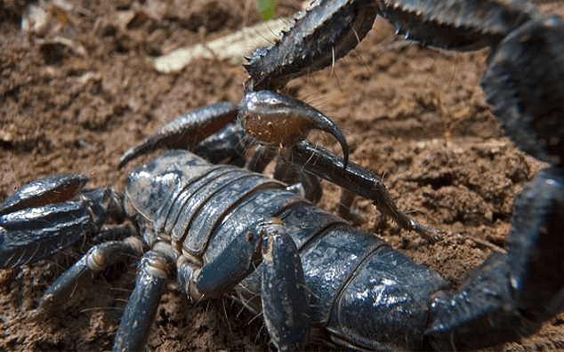 Είκοσι άγνωστα είδη ζώων παρουσιάζουν οι επιστήμονες [εικόνες] | iefimerida.gr 19