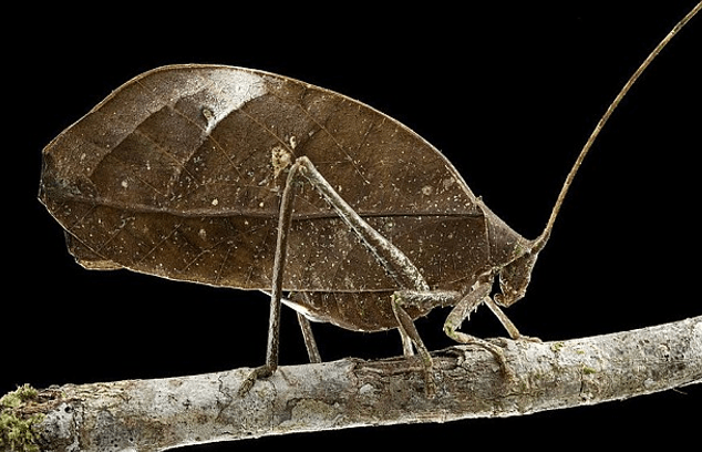 Είκοσι άγνωστα είδη ζώων παρουσιάζουν οι επιστήμονες [εικόνες] | iefimerida.gr 2