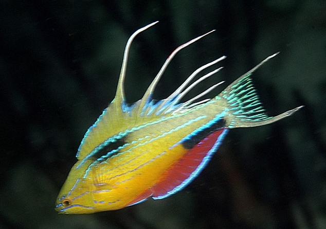 Είκοσι άγνωστα είδη ζώων παρουσιάζουν οι επιστήμονες [εικόνες] | iefimerida.gr 3