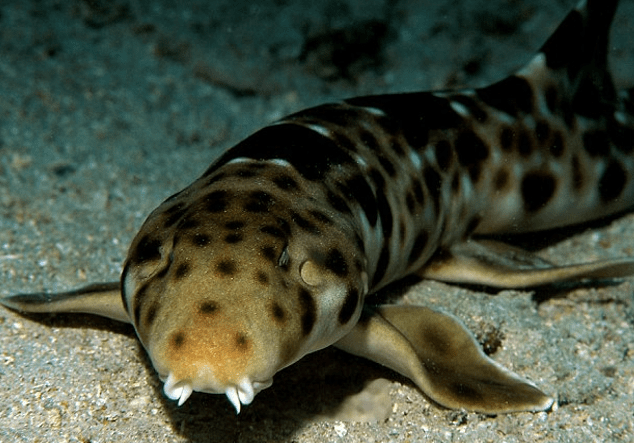 Είκοσι άγνωστα είδη ζώων παρουσιάζουν οι επιστήμονες [εικόνες] | iefimerida.gr 4