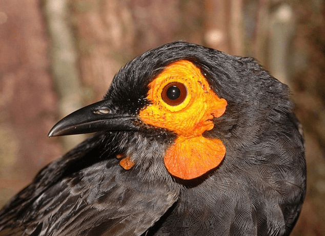 Είκοσι άγνωστα είδη ζώων παρουσιάζουν οι επιστήμονες [εικόνες] | iefimerida.gr 5