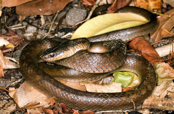 Ρατσισμός και στα ζώα: 10 είδη που κινδυνεύουν με εξαφάνιση επειδή δεν είναι αρκετά χαριτωμένα [εικόνες] | iefimerida.gr 6