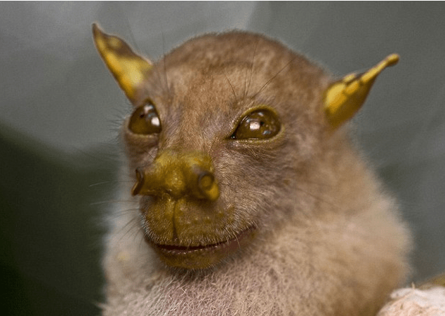 Είκοσι άγνωστα είδη ζώων παρουσιάζουν οι επιστήμονες [εικόνες] | iefimerida.gr 6