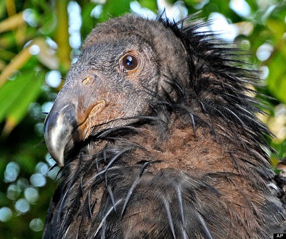 Ρατσισμός και στα ζώα: 10 είδη που κινδυνεύουν με εξαφάνιση επειδή δεν είναι αρκετά χαριτωμένα [εικόνες] | iefimerida.gr 7