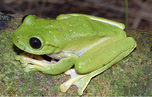 Είκοσι άγνωστα είδη ζώων παρουσιάζουν οι επιστήμονες [εικόνες] | iefimerida.gr 7