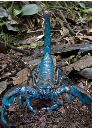 Είκοσι άγνωστα είδη ζώων παρουσιάζουν οι επιστήμονες [εικόνες] | iefimerida.gr 16