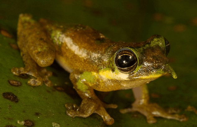 Είκοσι άγνωστα είδη ζώων παρουσιάζουν οι επιστήμονες [εικόνες] | iefimerida.gr 8