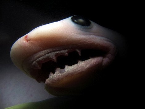 Μοναδικό: Εγχρωμες εικόνες εμβρύων ζώων στην κοιλιά της μητέρας τους [εικόνες] | iefimerida.gr 2