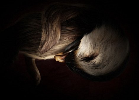 Μοναδικό: Εγχρωμες εικόνες εμβρύων ζώων στην κοιλιά της μητέρας τους [εικόνες] | iefimerida.gr 7