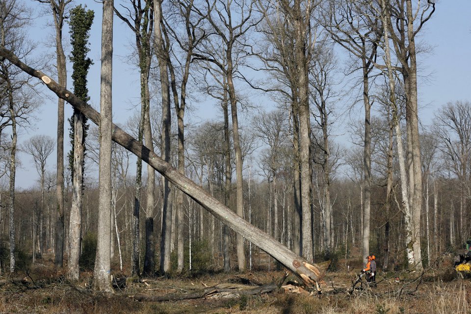 Η πρώτη βελανιδιά 220 ετών που κόπηκε για την αναστήλωση της Παναγίας των Παρισίων -Πώς επέλεξαν τα 8 δέντρα | ΚΟΣΜΟΣ | iefimerida.gr