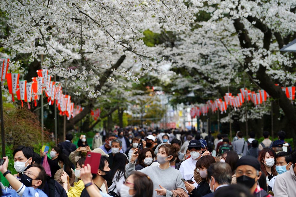 «Hanami» στα Ιαπωνικά σημαίνει «απολαμβάνω τη θέα λουλουδιών», και παρά την πανδημία του κορωνοϊού πλήθος Ιάπωνες και τουρίστες κατέκλυσαν πάρκα της χώρας των Χρυσανθέμων για να δουν και να φωτογραφίσουν τις ανθισμένες κερασιές