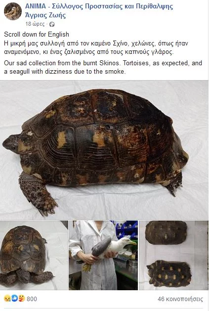 ανάρτηση σε Facebook από Σύλλογο Προστασίας και Περίθαλψης Άγριας Ζωής (ΑΝΙΜΑ) για φωτιά στον Σχίνο