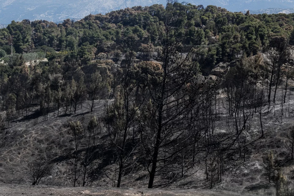 gerania-kammena-4.jpg.webp?itok=_wHml4Kq