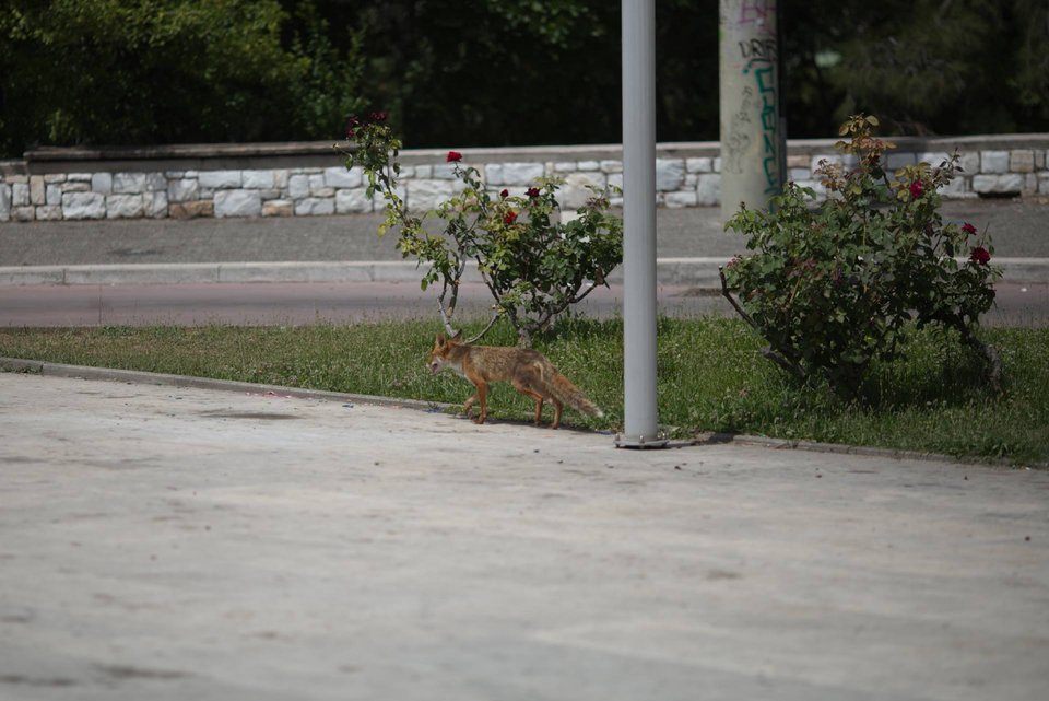 Η αλεπού έκλεψε ένα γλυκό από την Αγία Σκέπη Παπάγου, όπου γινόταν βάφτιση / Φωτογραφία: Πάνος Ρεκουνιώτης