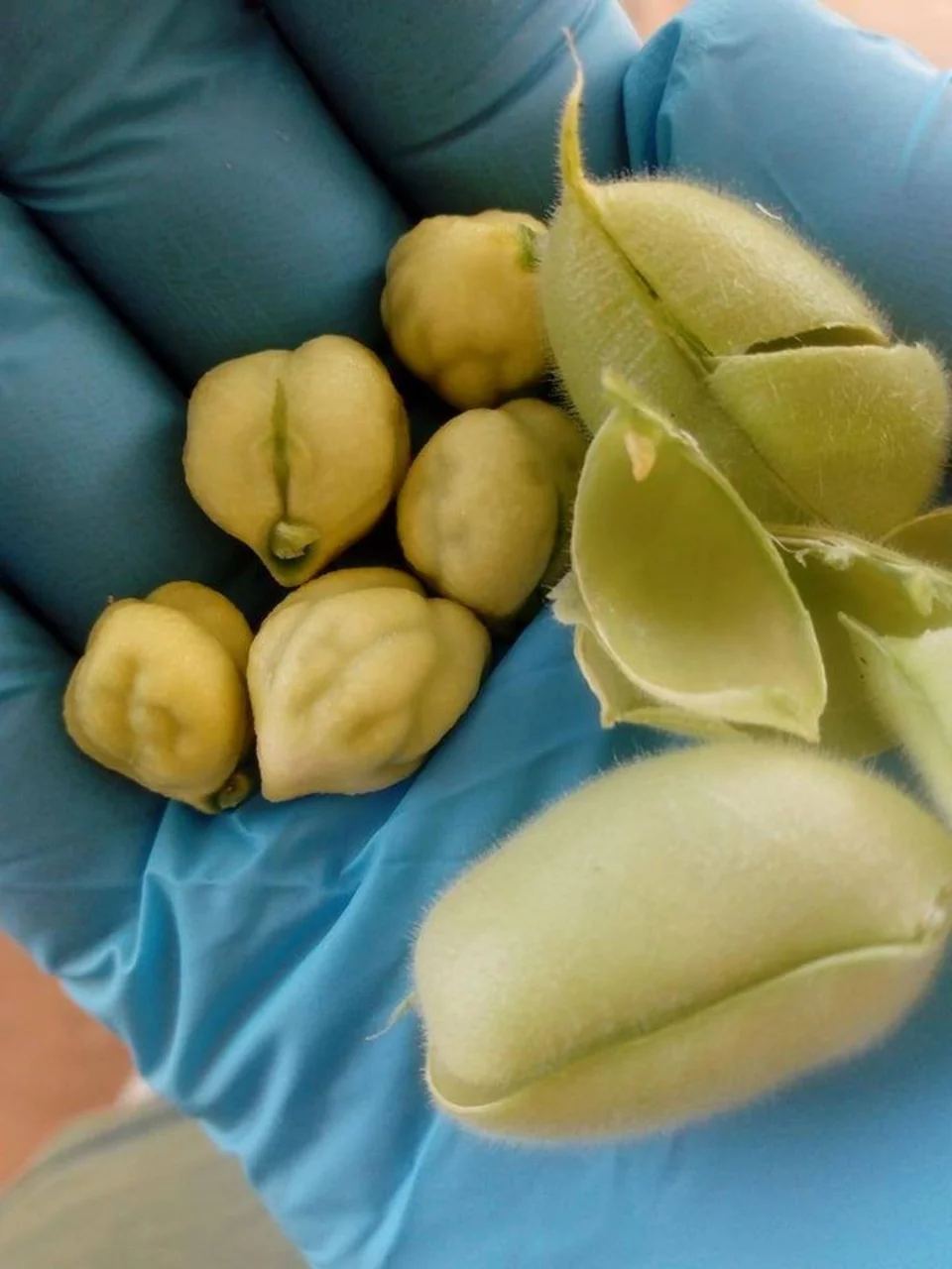 Ρεβίθια που μόλις κόπηκαν από το χωράφι. Πρώτα θα μαγειρευτούν στο σπίτι της Βίκυς, θα δοκιμαστούν και μετά θα βγουν για πώληση στο facebook και το διαδίκτυο. Έτσι χτίζουν σχέσεις εμπιστοσύνης οι μικρές αγροτικές μονάδες με τους καταναλωτές.