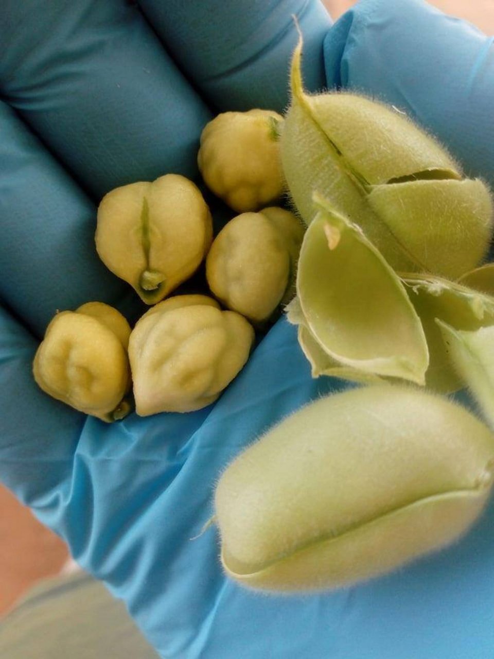 Ρεβίθια που μόλις κόπηκαν από το χωράφι. Πρώτα θα μαγειρευτούν στο σπίτι της Βίκυς, θα δοκιμαστούν και μετά θα βγουν για πώληση στο facebook και το διαδίκτυο. Έτσι χτίζουν σχέσεις εμπιστοσύνης οι μικρές αγροτικές μονάδες με τους καταναλωτές