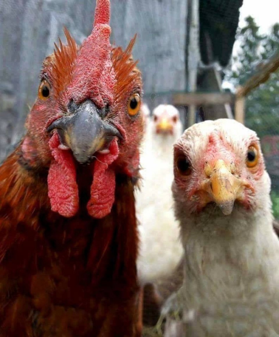 Η ζωή σε ένα κτήμα απαιτεί να είσαι διαρκώς σε εγρήγορση για να παρατηρείς τα ζώα. Η συμπεριφορά τους σου δείχνει αν κάποιο από αυτά χρειάζεται βοήθεια, λέει η Βίκυ