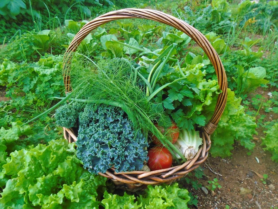 «Όσο πιο ζεστός είναι ο καιρός, τόσο πιο νωρίς ξεκινά η μέρα μας στο κτήμα» λέει η Βίκυ Καπουτσή. 