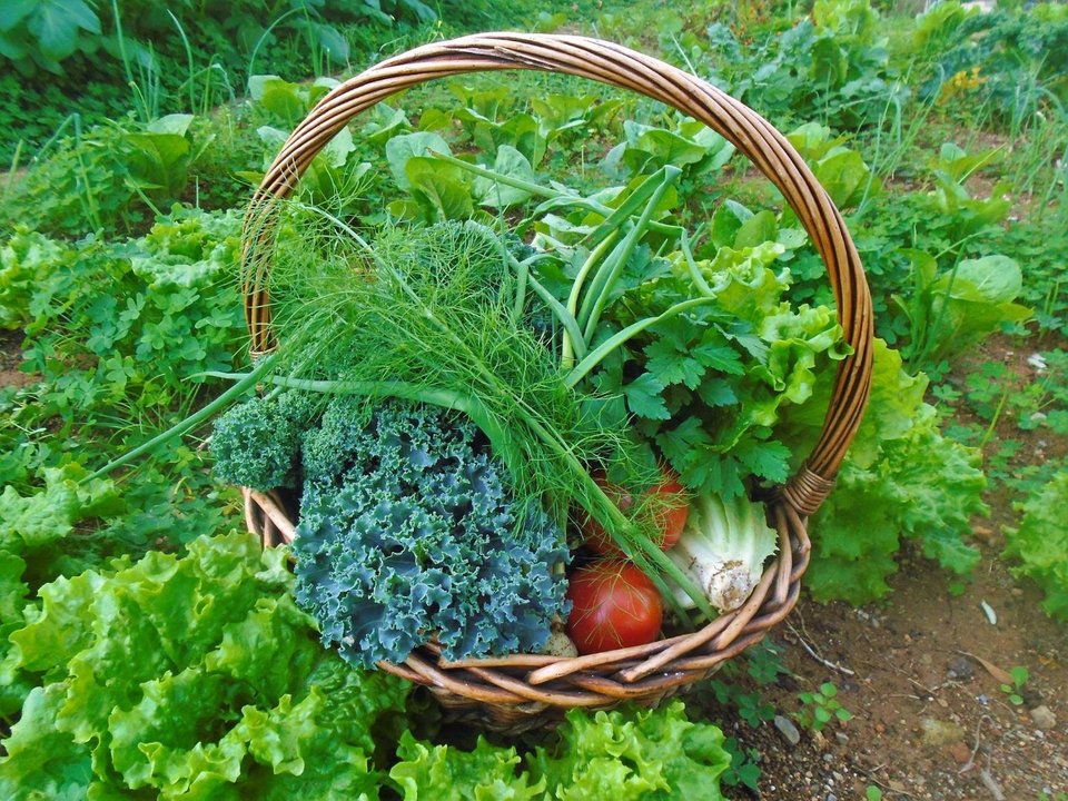 «Όσο πιο ζεστός είναι ο καιρός τόσο πιο νωρίς ξεκινά η μέρα μας στο κτήμα», λέει η Βίκυ Καπουτσή