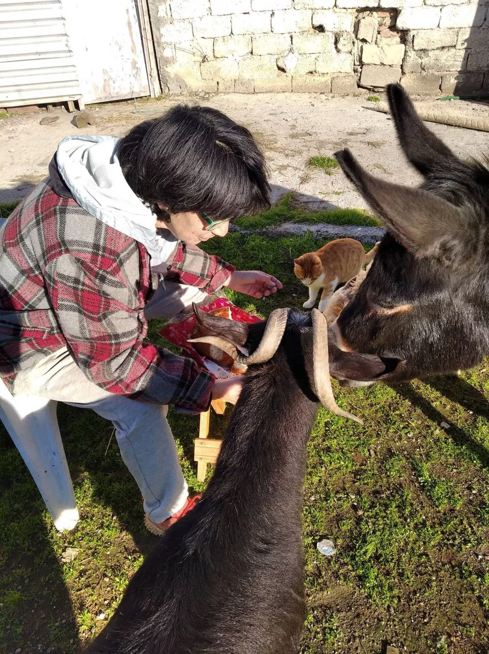 Η Γούπι, η κατσίκα της Αρότριας, είναι πλέον influencer στα social media. Οι φίλοι και οι followers του κτήματος στο Facebook παρακολουθούν τις περιπέτειές της καθημερινά. 