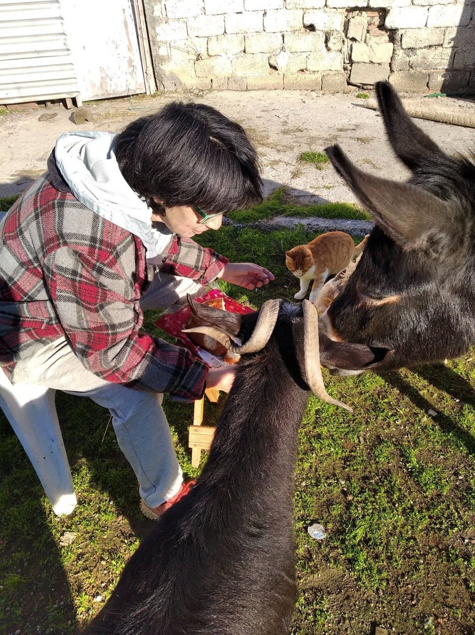 Η Γούπι, η κατσίκα της Αρότριας, είναι πλέον influencer στα social media. Οι φίλοι και οι followers του κτήματος στο Facebook παρακολουθούν τις περιπέτειές της καθημερινά