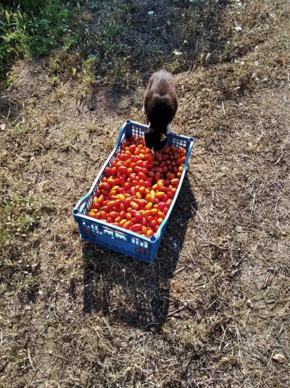 Τα ντοματίνια που η Βίκυ Καπουτσή μόλις έχει κόψει στο κτήμα της την Αρότρια θα ταξιδέψουν με μεταφορική εταιρεία και θα φτάσουν στο πιάτο των πελατών της ολόφρεσκα και ευωδιαστά. 