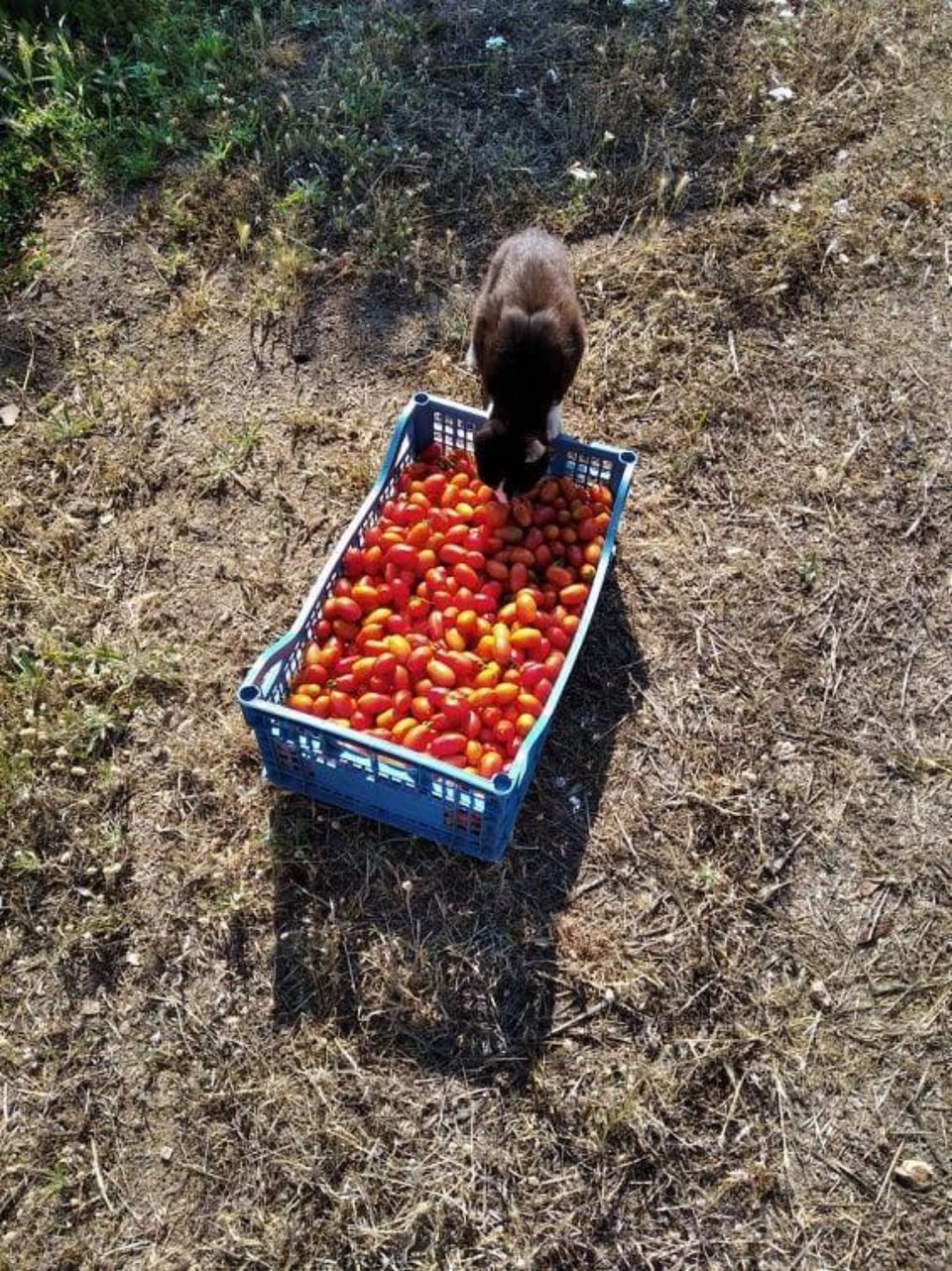 Τα ντοματίνια που η Βίκυ Καπουτσή μόλις έχει κόψει στο κτήμα της, την Αρότρια, θα ταξιδέψουν με μεταφορική εταιρεία και θα φτάσουν στο πιάτο των πελατών της ολόφρεσκα και ευωδιαστά