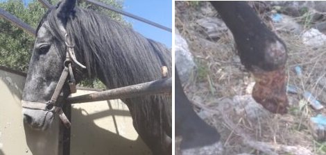μαύρο άλογο βασανισμένο