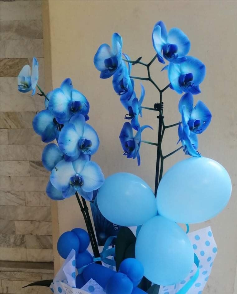 ορχιδέα