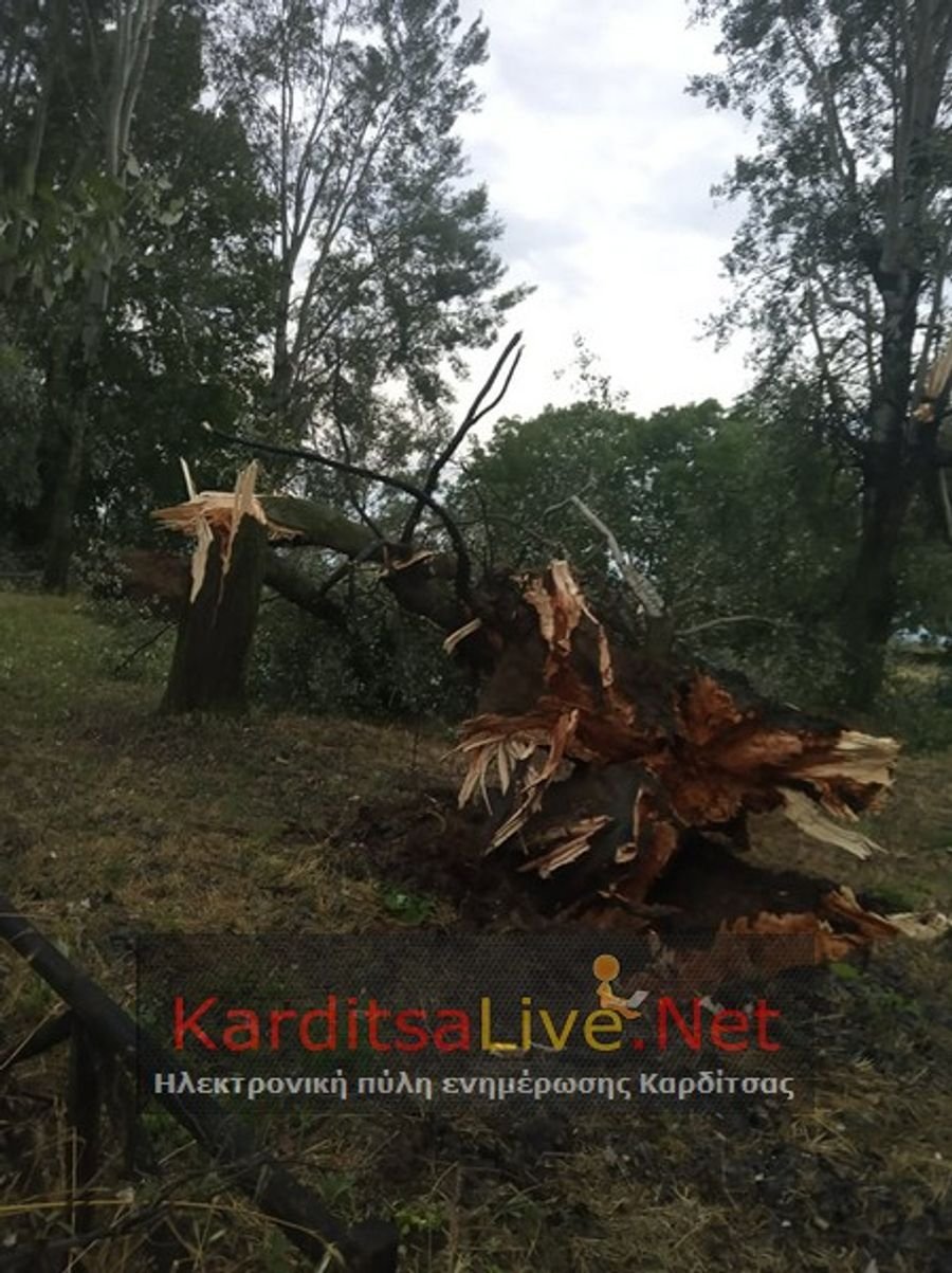 κακοκαιρία στη Θεσσαλία πεσμένο δέντρο