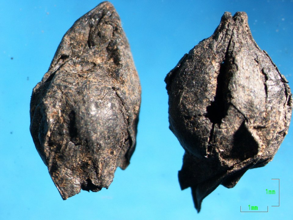 Τα στέμφυλα