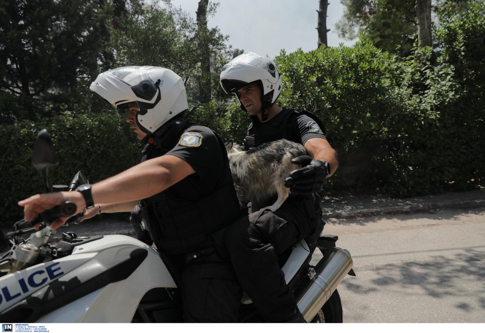 Ανδρες της ΔΙΑΣ σώζουν σκυλάκι από τη φωτιά στη Σταμάτα / Φωτογραφία: Intimenews
