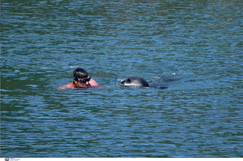 Η φώκια μονάχους μονάχους πλησιάζει τον λουόμενο / Φωτογραφία: Intimenews/ΜΠΟΥΓΙΩΤΗΣ ΒΑΓΓΕΛΗΣ