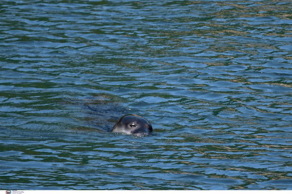 Η φώκια μονάχους μονάχους / Φωτογραφία: Intimenews/ΜΠΟΥΓΙΩΤΗΣ ΒΑΓΓΕΛΗΣ