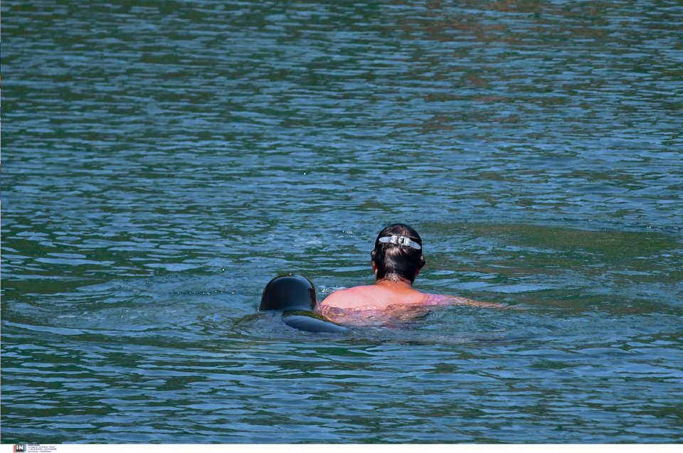 Ο άνδρας προσπαθεί να ξεφύγει από τη φώκια / Φωτογραφία: Intimenews/ΜΠΟΥΓΙΩΤΗΣ ΒΑΓΓΕΛΗΣ