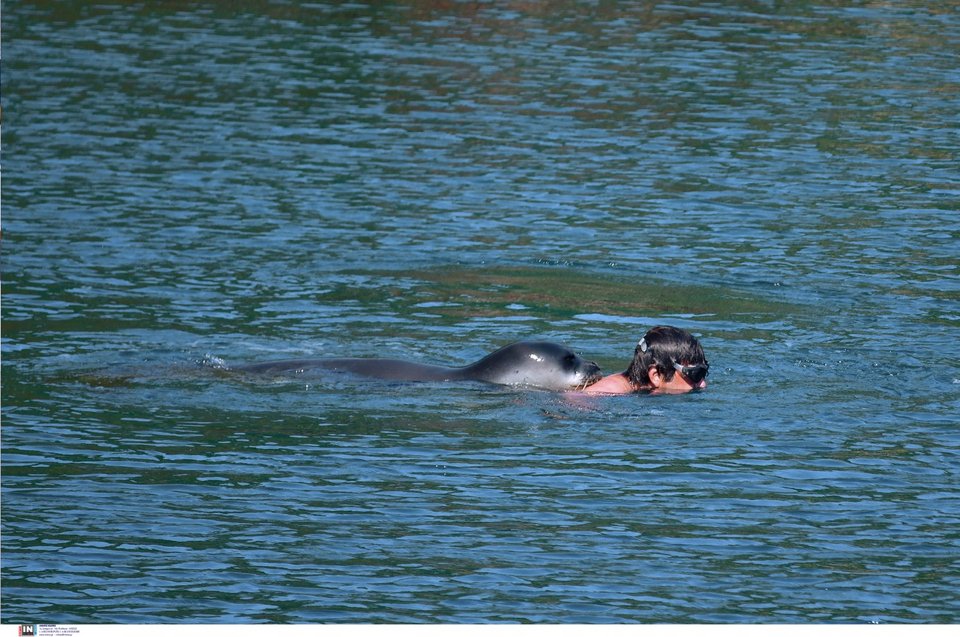Ο άνδρας προσπαθεί να ξεφύγει από τη φώκια / Φωτογραφία: Intimenews/ΜΠΟΥΓΙΩΤΗΣ ΒΑΓΓΕΛΗΣ