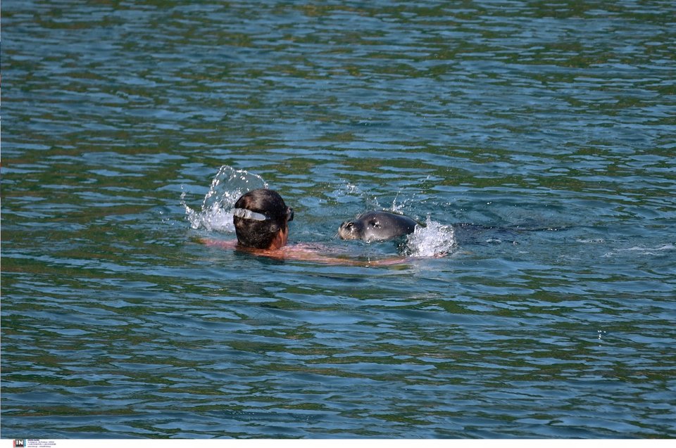 Η φώκια μονάχους μονάχους πλησιάζει τον λουόμενο / Φωτογραφία: Intimenews/ΜΠΟΥΓΙΩΤΗΣ ΒΑΓΓΕΛΗΣ