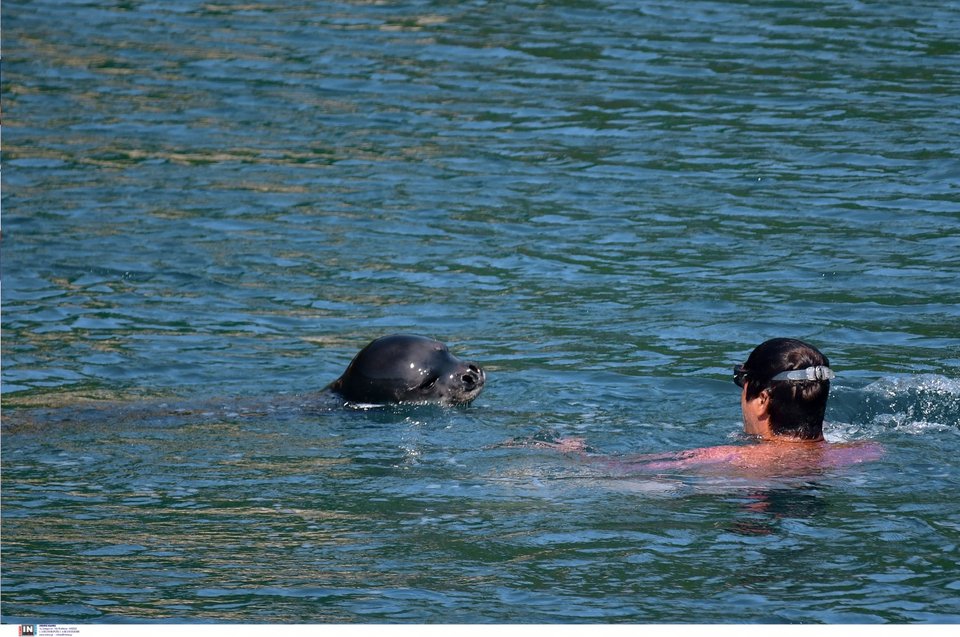 Η φώκια μονάχους μονάχους πλησιάζει τον λουόμενο / Φωτογραφία: Intimenews/ΜΠΟΥΓΙΩΤΗΣ ΒΑΓΓΕΛΗΣ