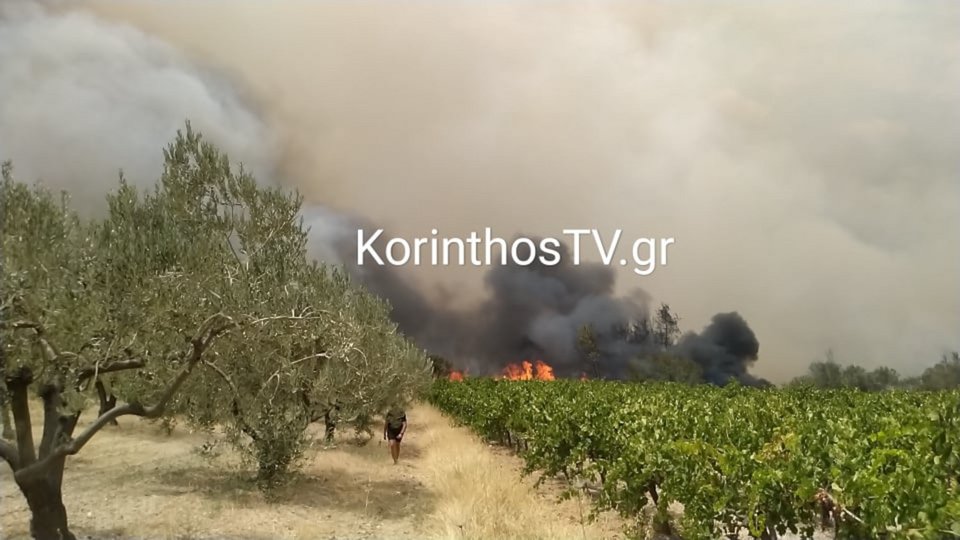 Καλλιέργειες με σταφίδες, ελιές και πεύκα έκαψε η φωτιά / Φωτογραφία: korinthostv.gr