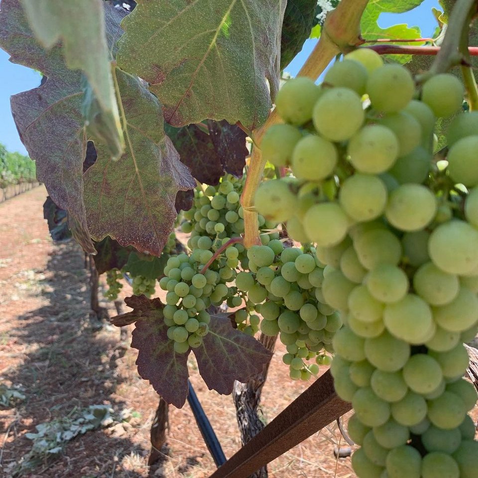 Οινοτουρισμός στα ελληνικά νησιά