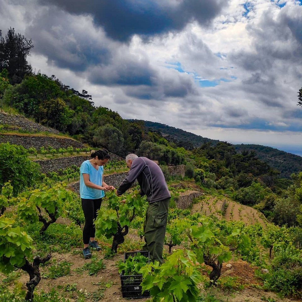 Οινοτουρισμός στα ελληνικά νησιά