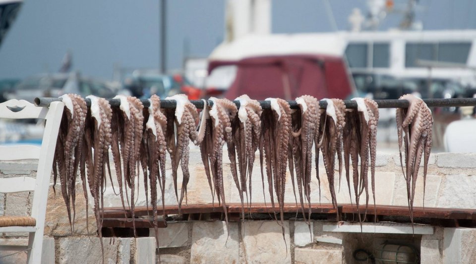 χταπόδια απλωμένα στην Πάχη Μεγάρων
