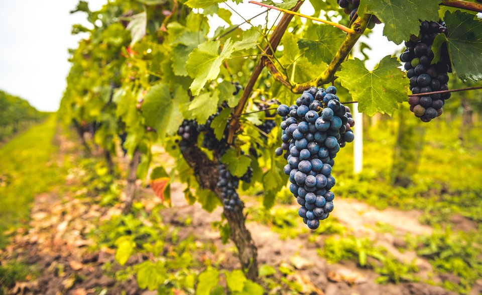 Σταφύλι έτοιμο να γίνει κρασί/Φωτογραφία: Shutterstock