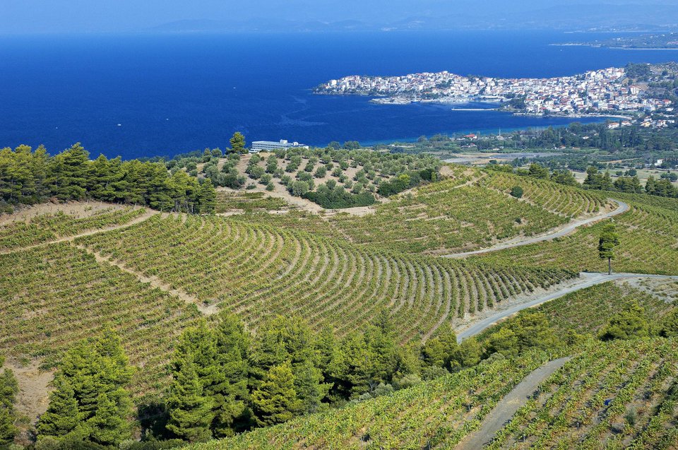 Το οινοποιείο Porto Carras στη Σιθωνία
