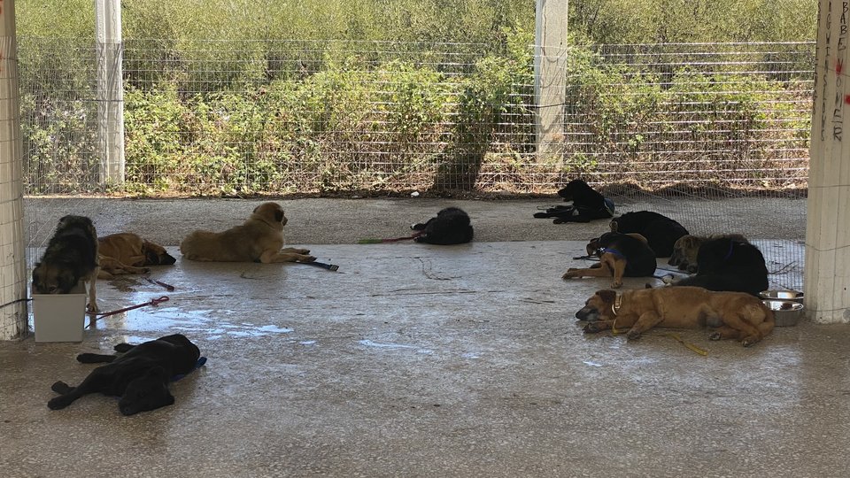 Ο χώρος ετοιμάστηκε πραγματικά γρήγορα για να μπορεί να φιλοξενήσει τις γάτες και τους σκύλους από το καταφύγιο στον Κάλαμο