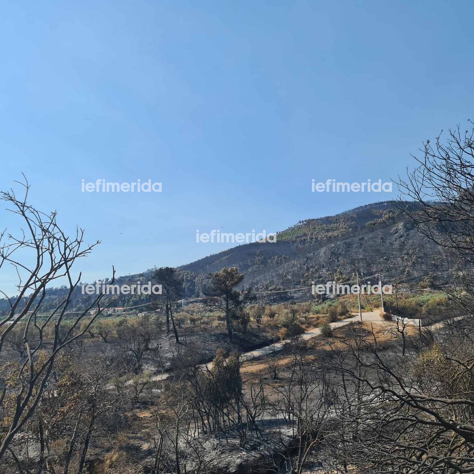 Ενα δάσος εξαφανίστηκε