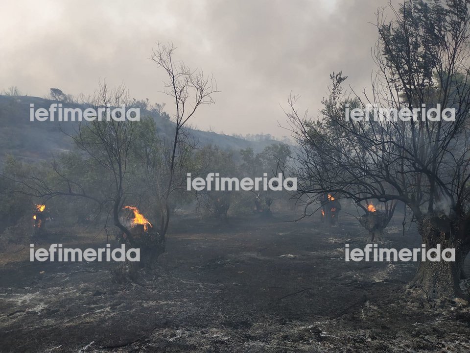 Η φωτιά σιγοκαίει ελιές